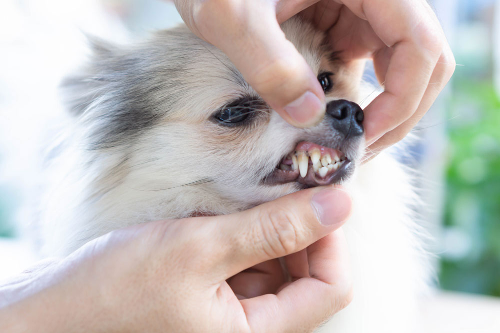 white-dog-img